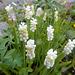 134  Muscari armeniacum ist häufig, - auch weißblühend