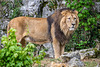 BESANCON: Citadelle: Le Lion (Panthera leo). 01