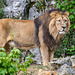 BESANCON: Citadelle: Le Lion (Panthera leo). 01