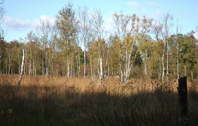 Herbst im Wittmoor