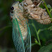 Cicada emerging (electronic flash)