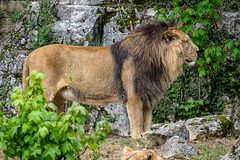 BESANCON: Citadelle: Le Lion (Panthera leo). 02