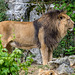 BESANCON: Citadelle: Le Lion (Panthera leo). 02