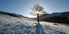 A Winters tree