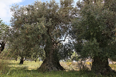 Alte Olivenölbäume auf Sizilien
