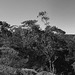 Panorama, Ku-ring-gai Chase National Park, NSW