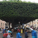 Piazza Vittorio Emanuele with an enormous hedge