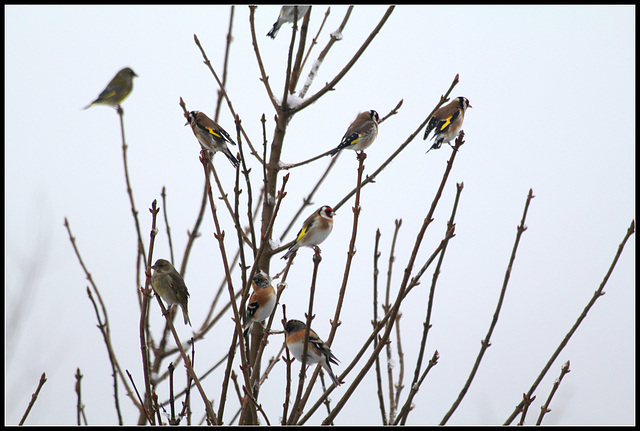arbre aux oiseaux  (2)