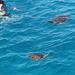 Swimming with the turtles
