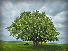 Under the Chestnut Tree (PiP)