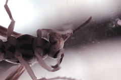 Paper Wasp, infrared macro