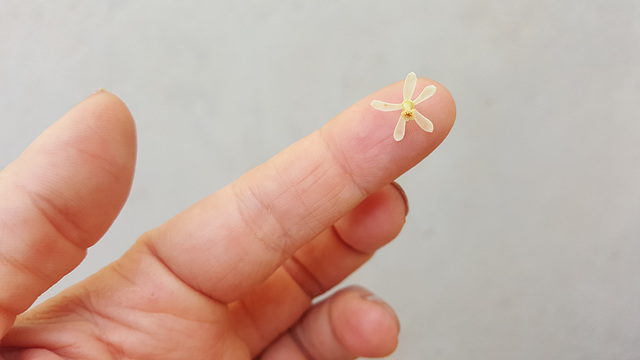 Malgranda floro/ pequena flor