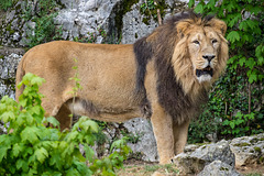 BESANCON: Citadelle: Le Lion (Panthera leo). 03