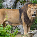 BESANCON: Citadelle: Le Lion (Panthera leo). 03
