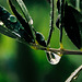 Green with Drops