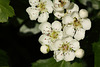 Hawthorn blossom (Crataegus monogyna)