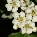 Hawthorn blossom (Crataegus monogyna)
