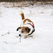 Jack Russell Terrier Clifford DSC09930
