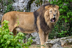 BESANCON: Citadelle: Le Lion (Panthera leo). 04