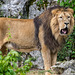 BESANCON: Citadelle: Le Lion (Panthera leo). 04