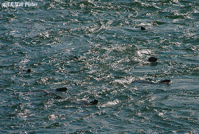 Seal Family Fishing in Lubec Narrows