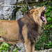 BESANCON: Citadelle: Le Lion (Panthera leo). 05