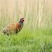 Male Pheasant 01