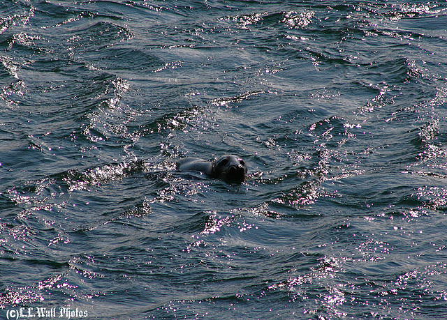 Inquisitive Seal in Scintillating Waters