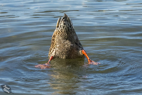 Upended Duckie at Paulina Lake (+8 insets)