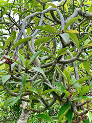 Plumeria Tree - Koko Crater Botanical Garden