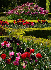 Box parterre with tulips