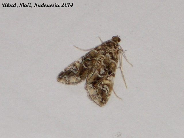 IBa049 Elophila nigralbalis