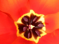 140 In der Sonne sind Tulpenblüten kleine Kustwerke der Natur