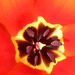 140 In der Sonne sind Tulpenblüten kleine Kustwerke der Natur