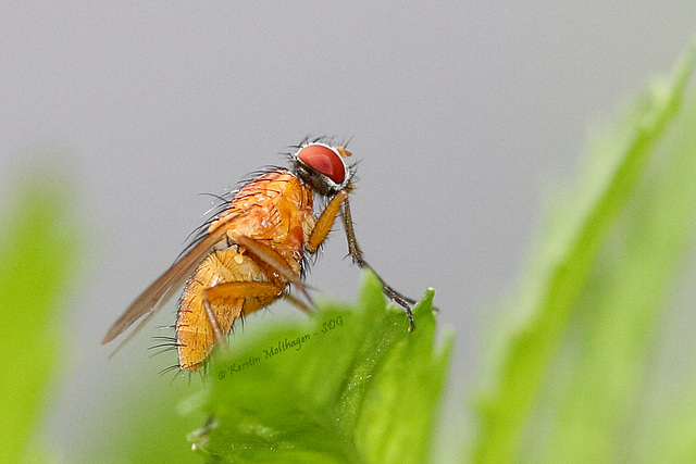 Explored - Faszinierende Fliege