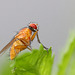 Explored - Faszinierende Fliege