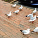 Gulls Looking For Tidbits