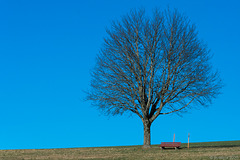 Baum ... mal in Farbe, mal als halbes CK - P.i.P.  (© Buelipix)