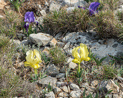 Iris chamaeiris, Zwerg-Iris - 2016-03-13--D4_DSC5232