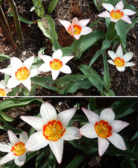 141 Botanische Tulpen sind Sammelobjekte