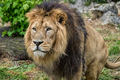 BESANCON: Citadelle: Le Lion (Panthera leo). 06
