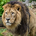 BESANCON: Citadelle: Le Lion (Panthera leo). 06