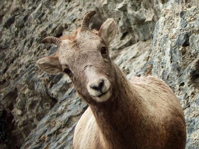 Bighorn Sheep on the slope