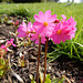 142 Primula rosea - eine zarte, feuchtigkeitsliebende Schönheit