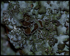 Parmelia acetabulum (lichen)- Apothécies