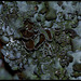 Parmelia acetabulum (lichen)- Apothécies