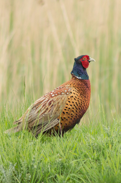 Male Pheasant 03