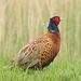 Male Pheasant 03