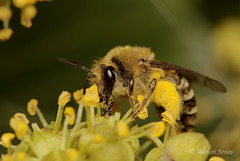 Colletes hederae (The ivy Bee) in Shropshire.