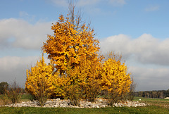 Goldene Herbstfarbe